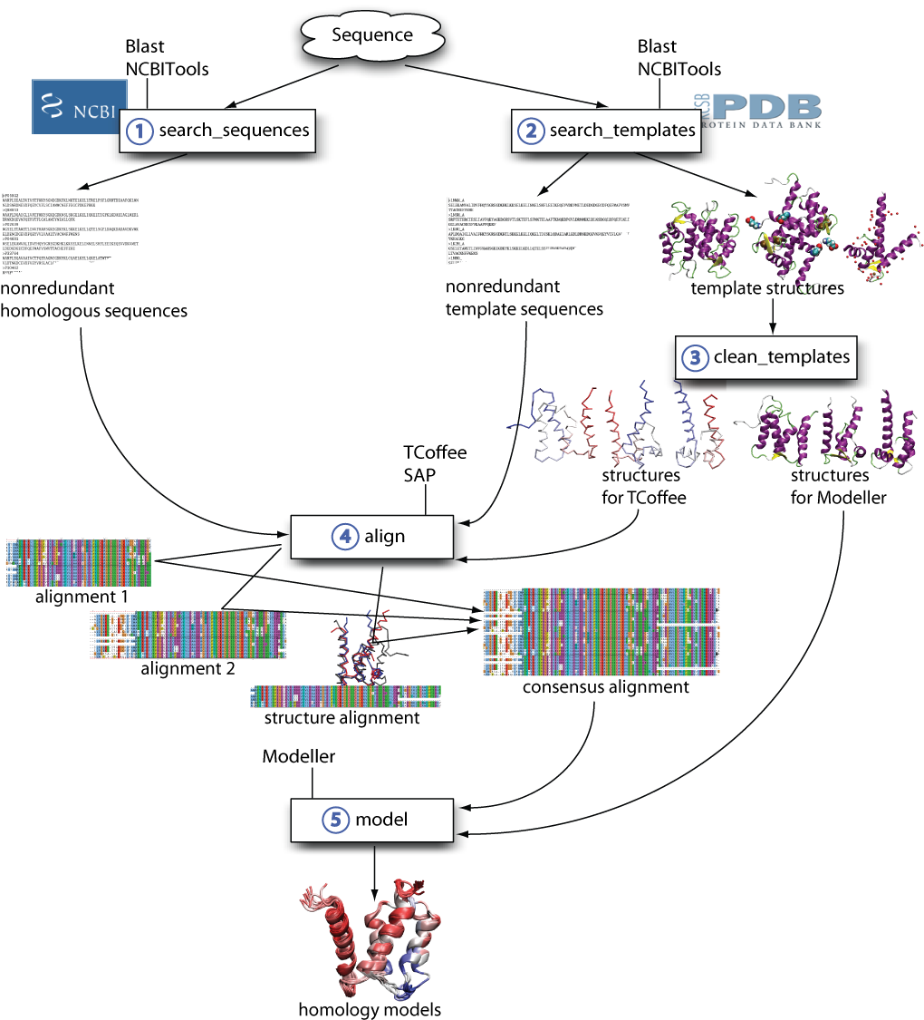 homology modelling workflow