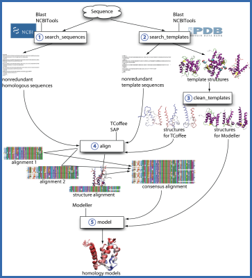 Homology modelling workflow (scaled)